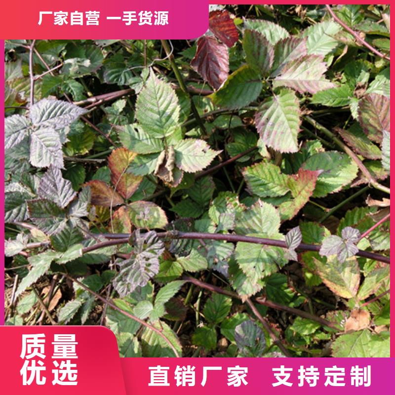 樹莓3公分軟籽石榴苗精工打造