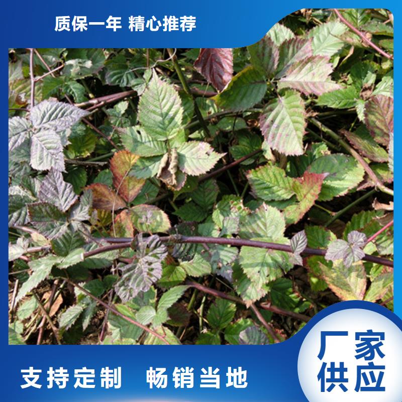【 树莓-桃树苗厂家批发价】由轩园为您