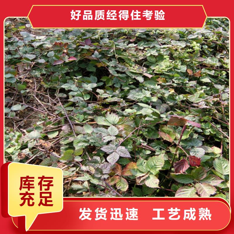 梨树苗-视频-梨树苗(轩园)覆盖地域山西省吕梁市孝义|石楼|忻州|晋中|朔州|阳泉