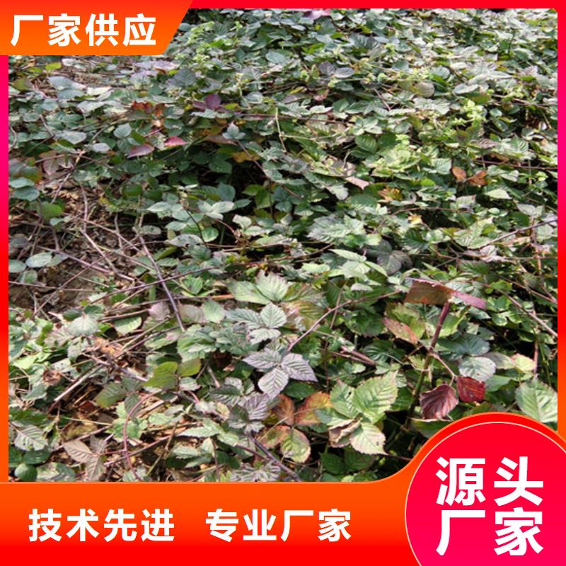 树莓樱桃苗品质保证