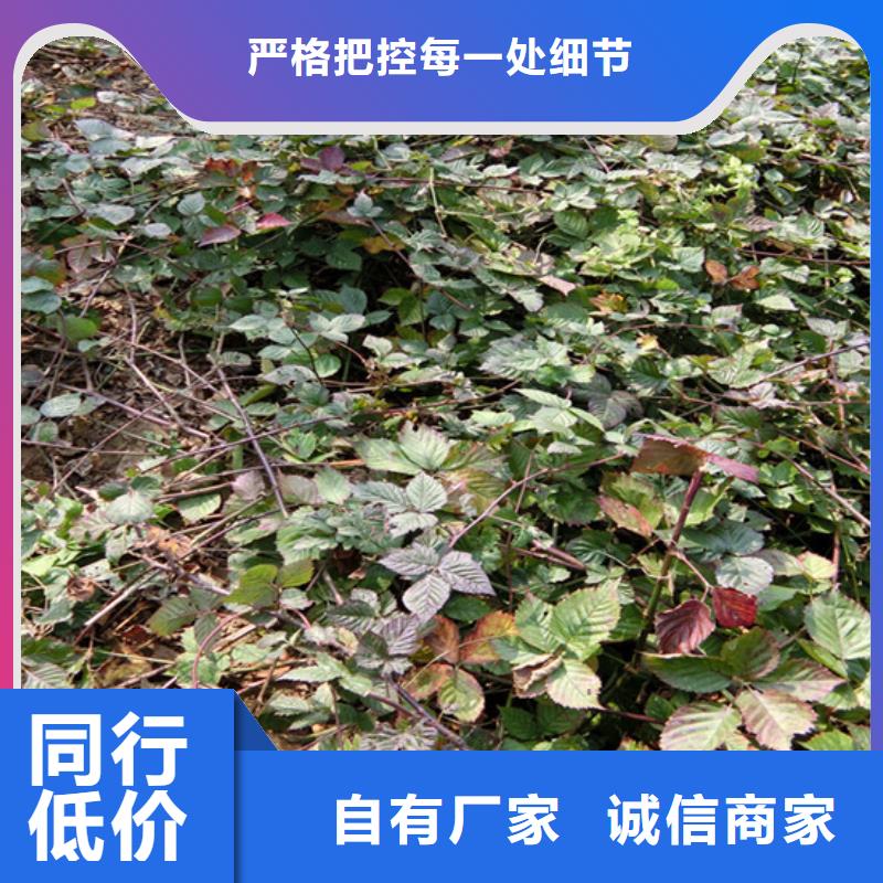 【 树莓_蓝莓苗多年实力厂家】种类齐全