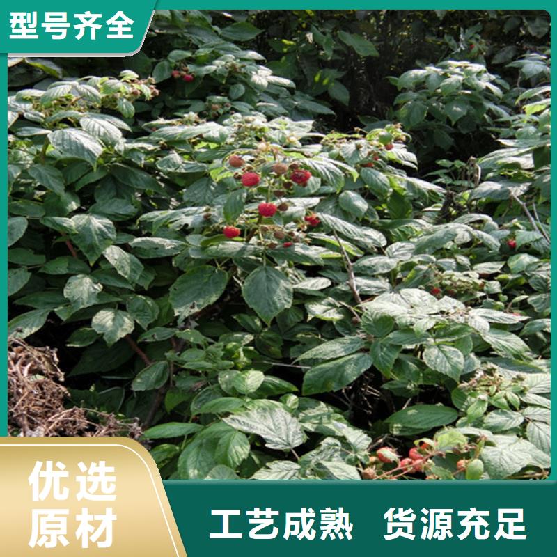 梨树苗-视频-梨树苗(轩园)覆盖地域辽宁省本溪市明山|南芬|丹东|盘锦|抚顺|沈阳|铁岭|辽阳|鞍山