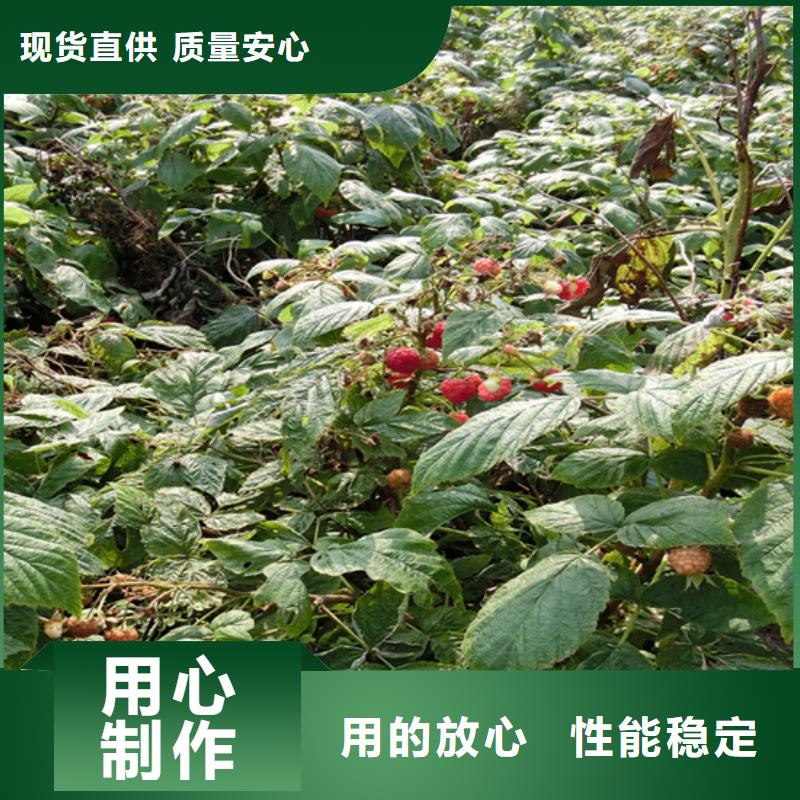 树莓苹果苗经验丰富质量放心