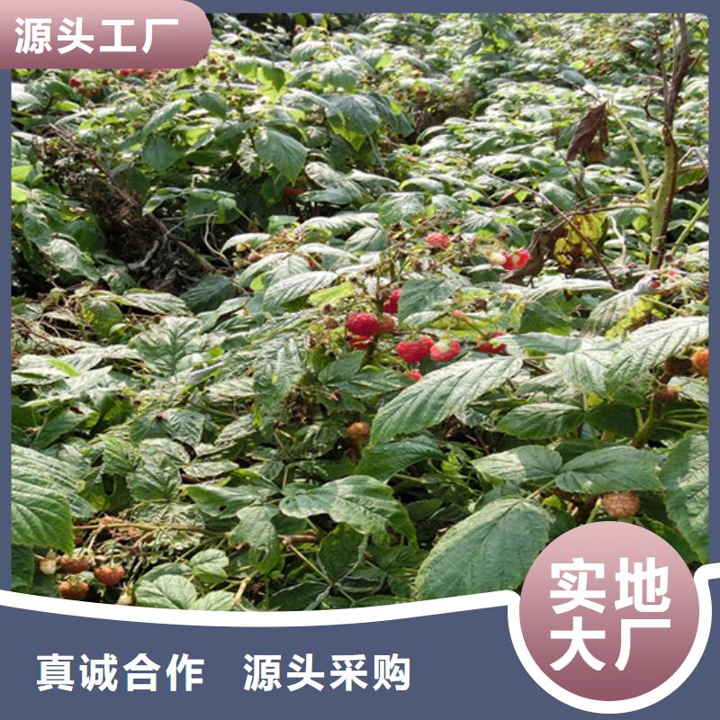 树莓_樱桃苗型号全价格低