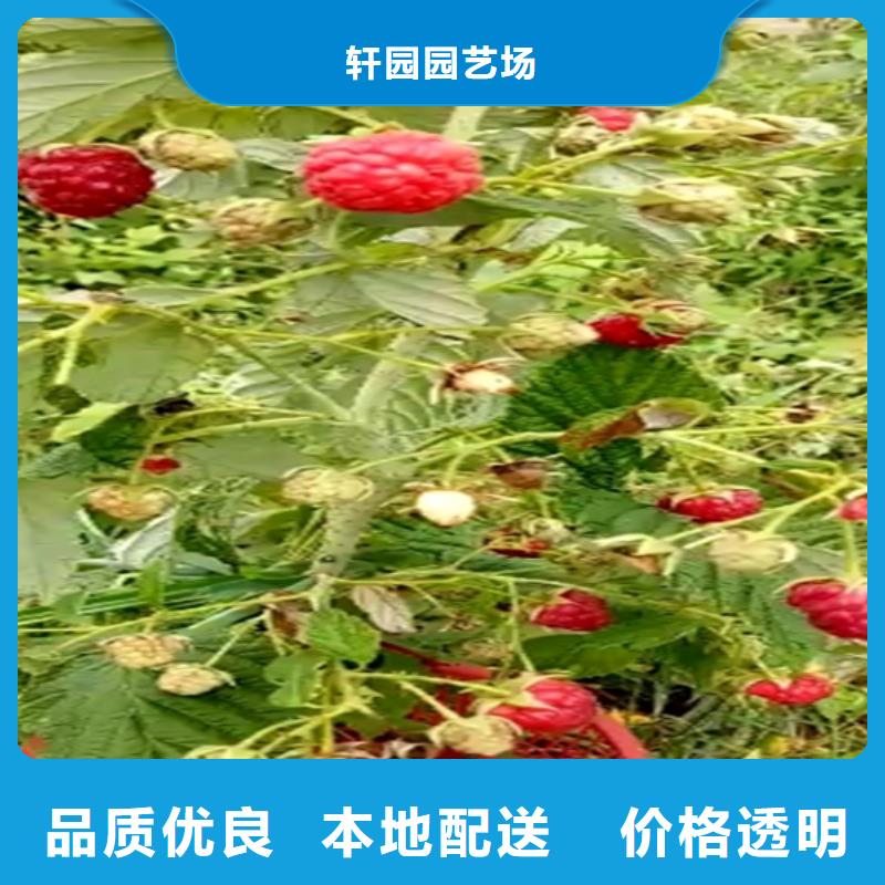 [北京]购买轩园树莓 石榴树优质工艺