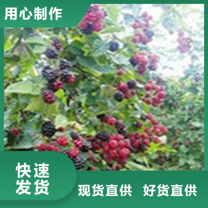 树莓杏树苗批发商