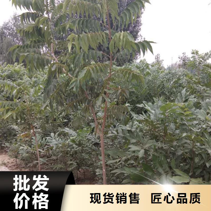 梨树苗-视频-河北省张家口市|怀安|蔚县|邢台|邯郸|沧州|衡水梨树苗-轩园