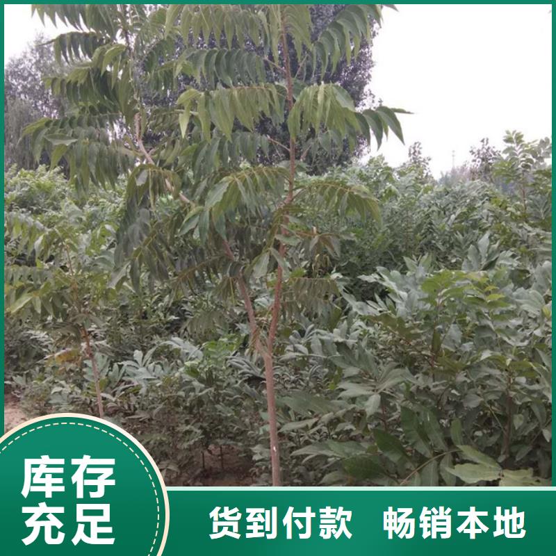 碧根果,板栗苗实力商家