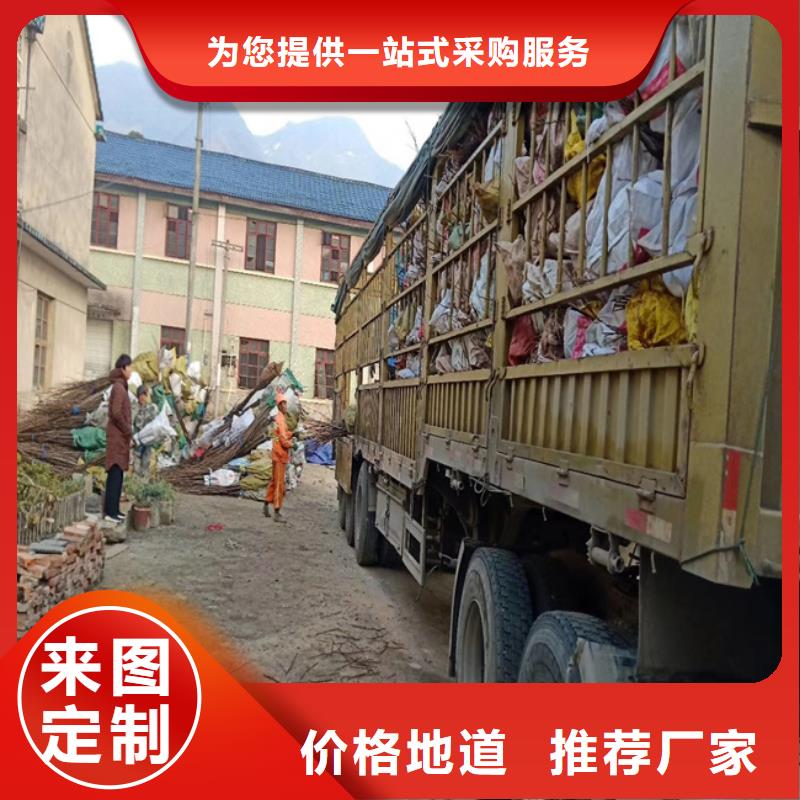 碧根果桃树苗专业生产团队