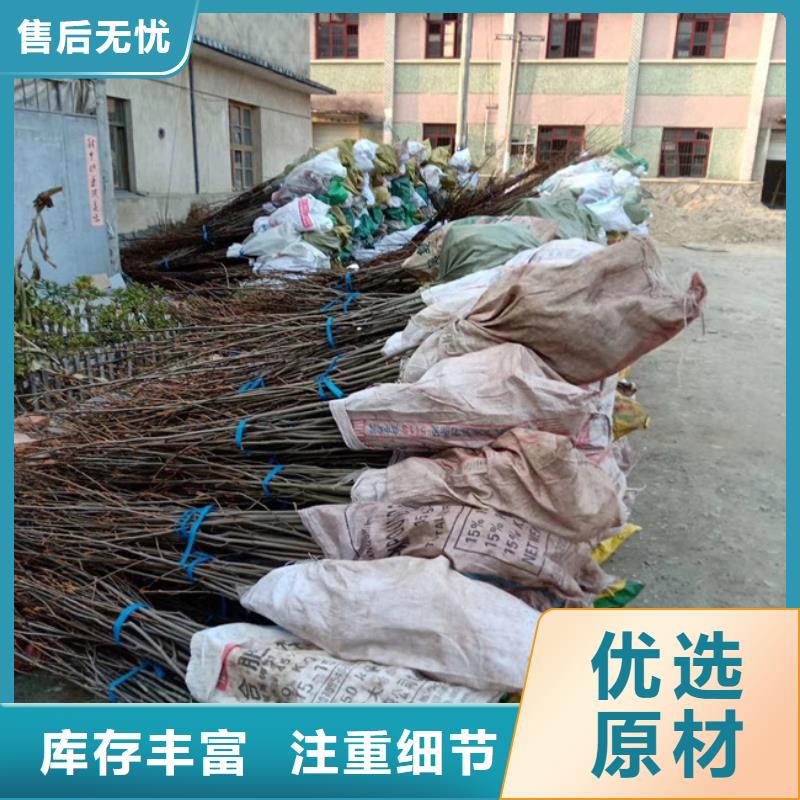 【碧根果】_梨树苗厂家工艺先进轩园梨树苗