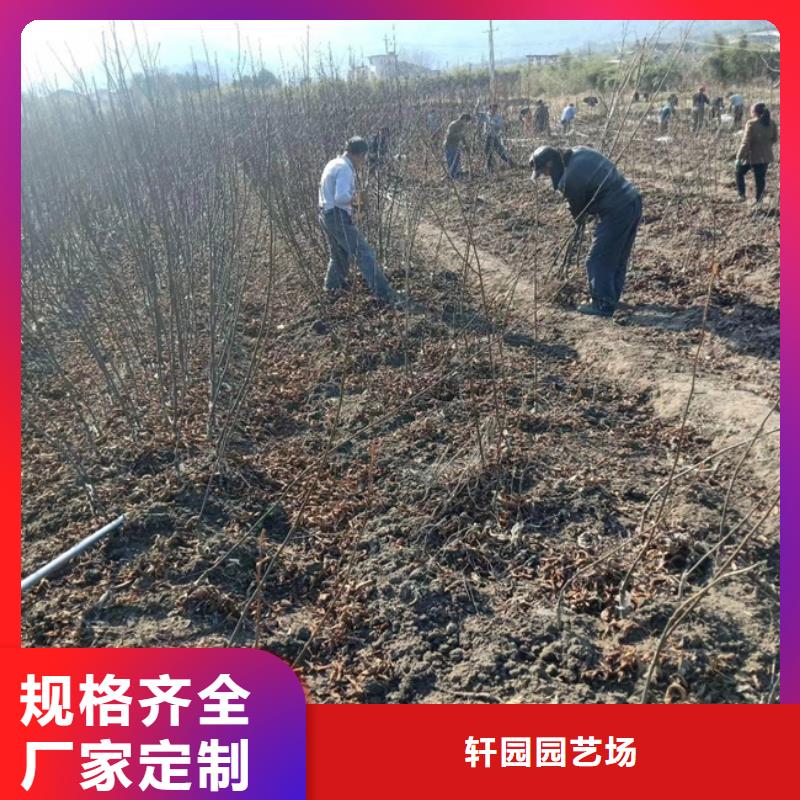碧根果_李子苗精选优质材料