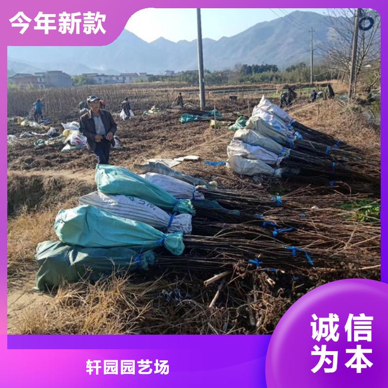 碧根果树苗基地直销