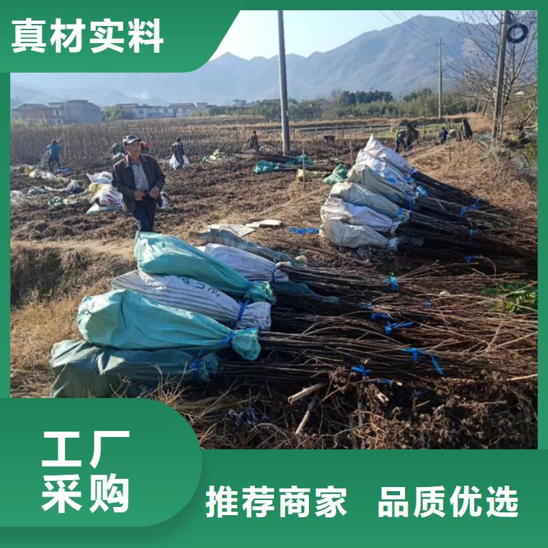 轩园梨树苗碧根果-【石榴树】实力商家企业旺旺