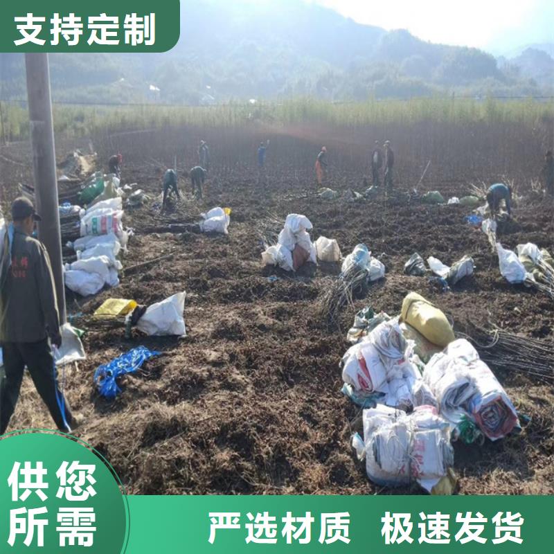 碧根果,板栗苗实力商家