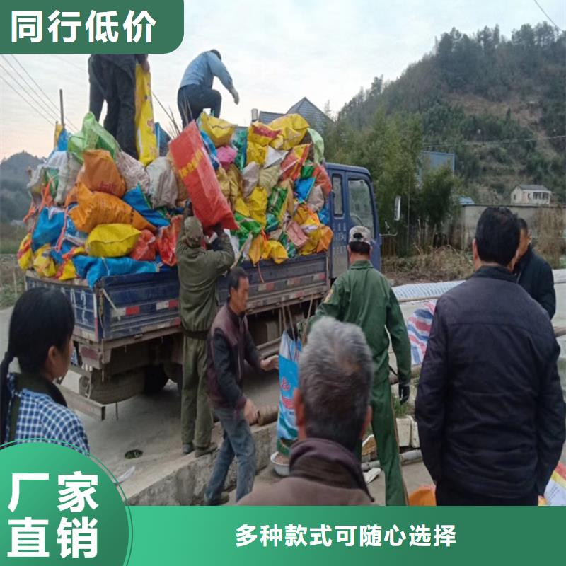 碧根果,板栗苗实力商家