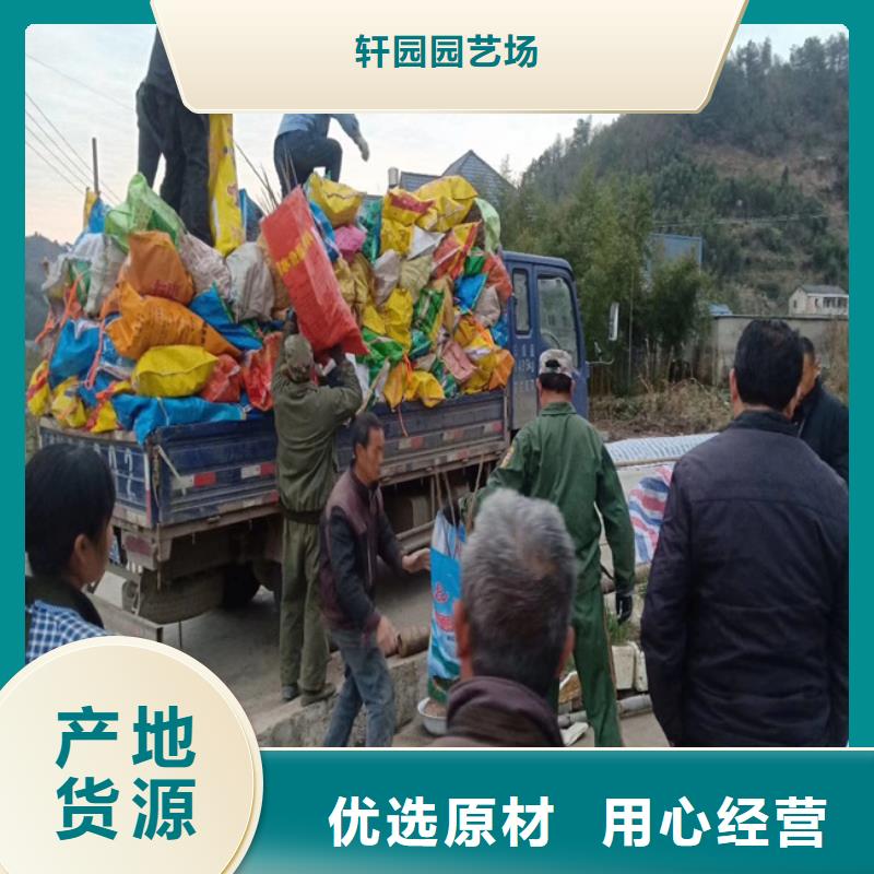 【碧根果】_梨树苗厂家工艺先进 轩园园艺场(辽源市分公司)