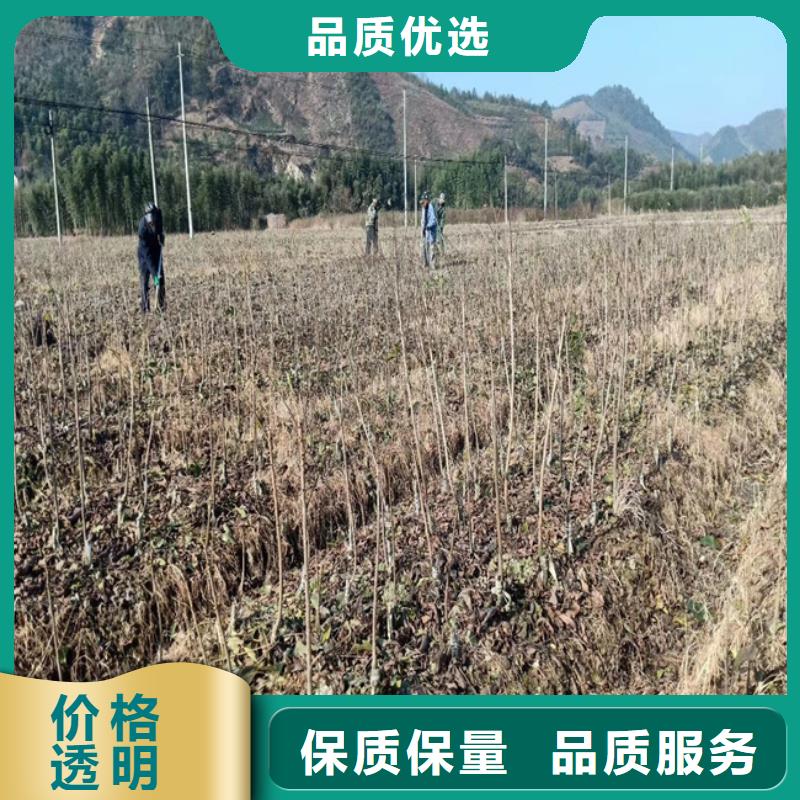 碧根果-櫻桃苗加工定制