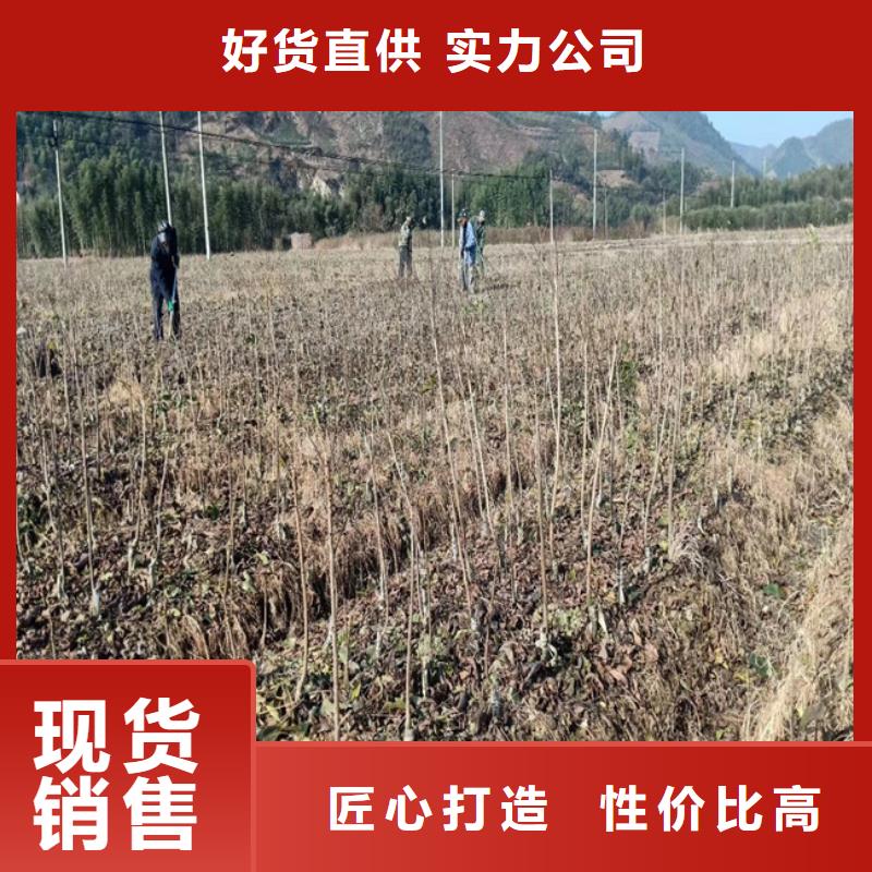 轩园梨树苗碧根果-【石榴树】实力商家企业旺旺