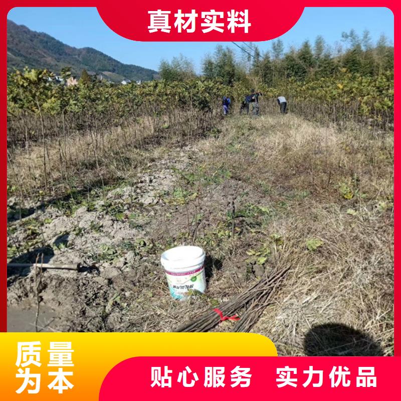 【碧根果】_梨树苗厂家工艺先进轩园梨树苗