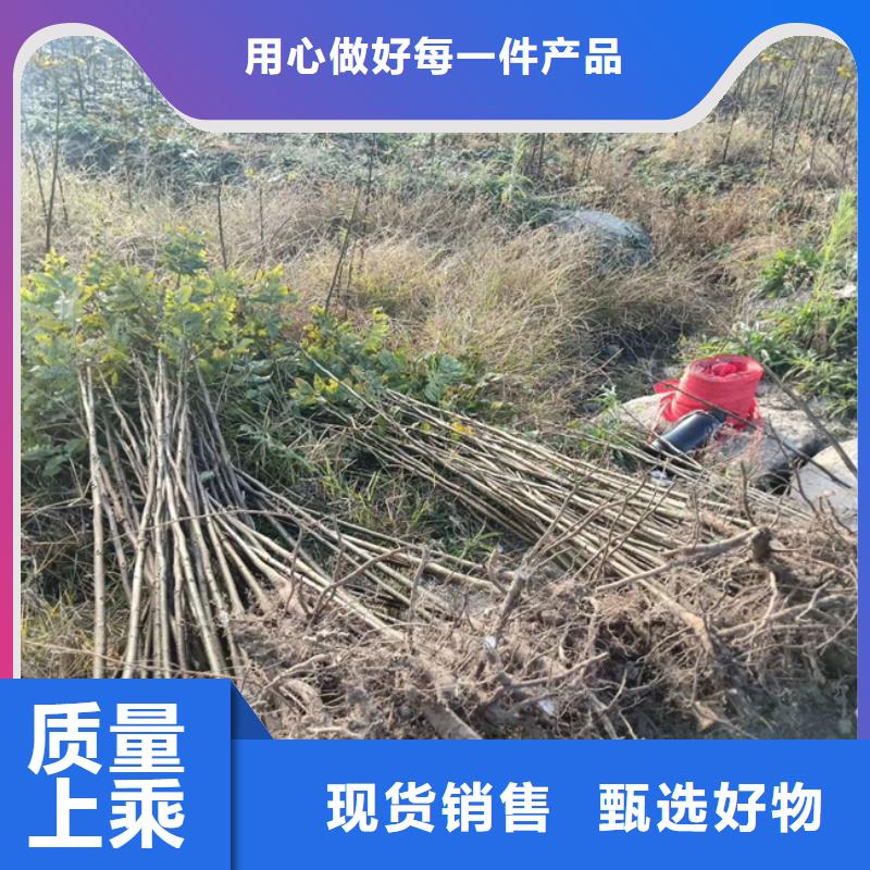 碧根果_李子苗精选优质材料