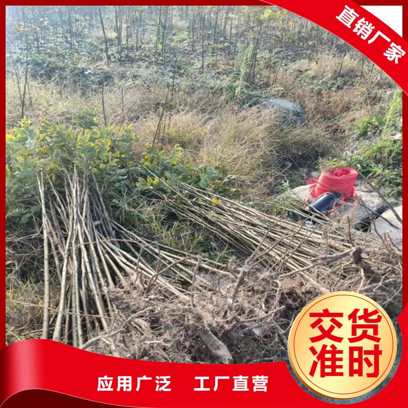 【碧根果】_梨树苗厂家工艺先进轩园梨树苗