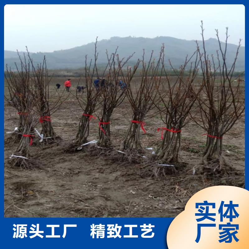 碧根果_李子苗精选优质材料