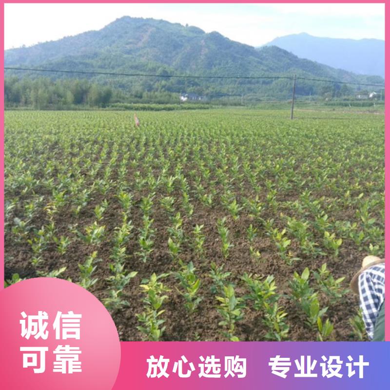 轩园梨树苗碧根果-【石榴树】实力商家企业旺旺