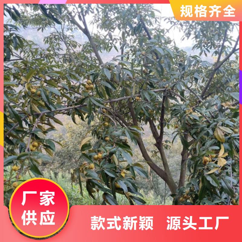 碧根果樱桃苗生产安装