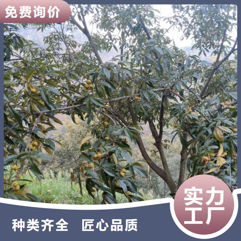 【碧根果】_梨树苗厂家工艺先进 轩园园艺场(辽源市分公司)