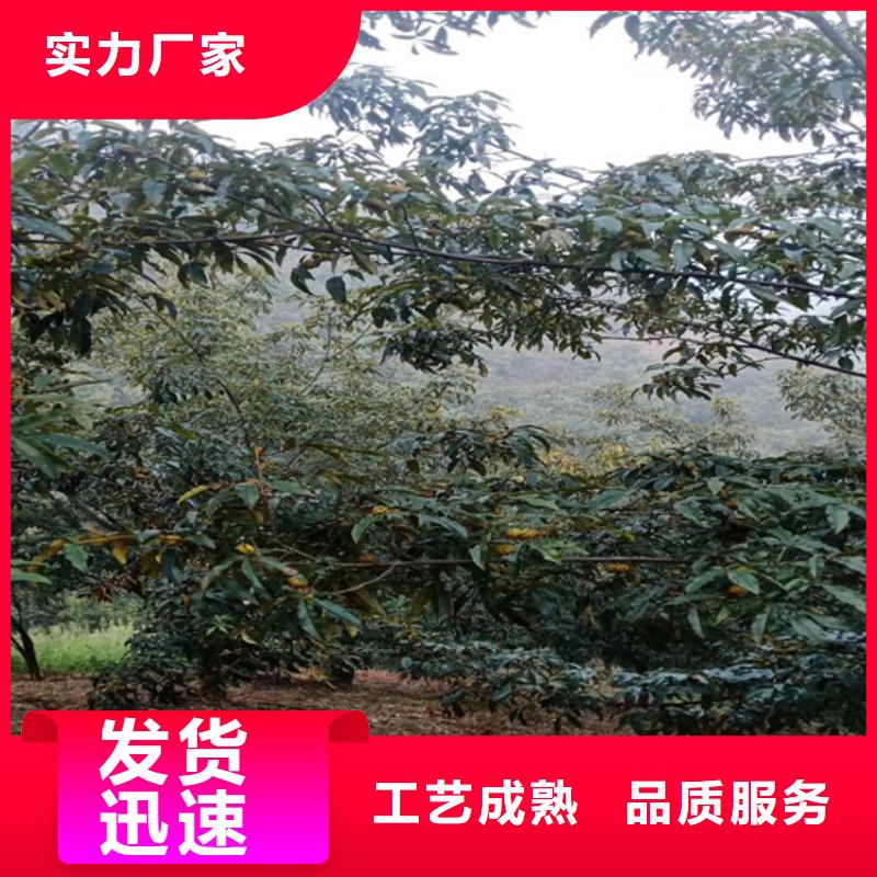 碧根果苗适合种植地区