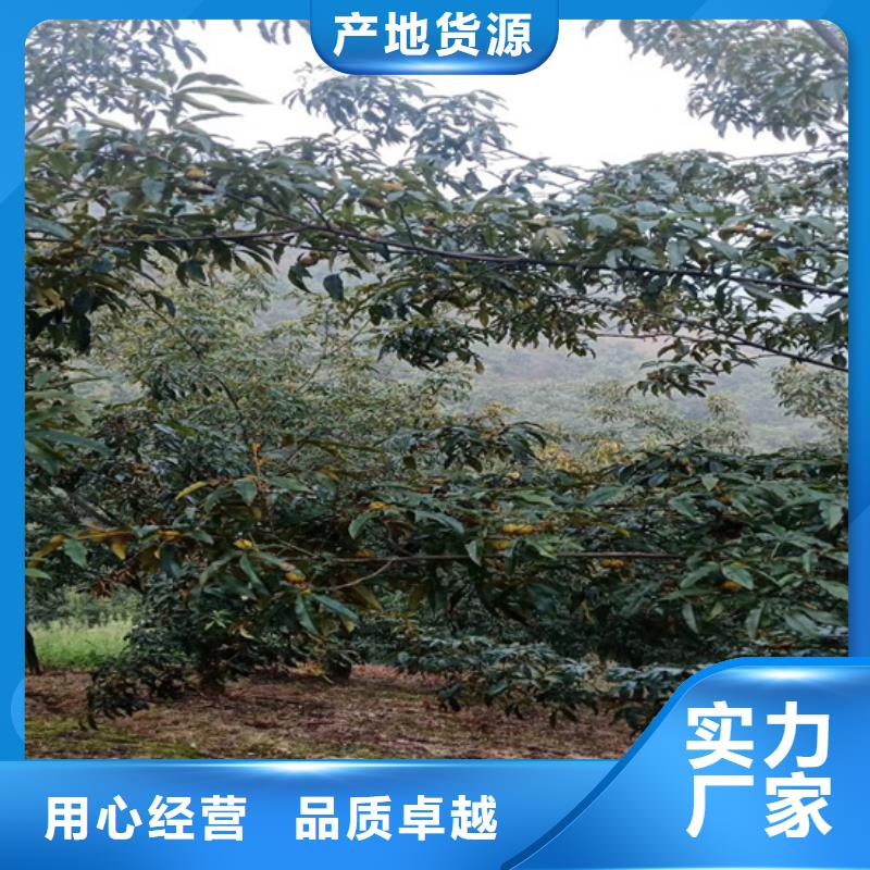 碧根果,板栗苗实力商家