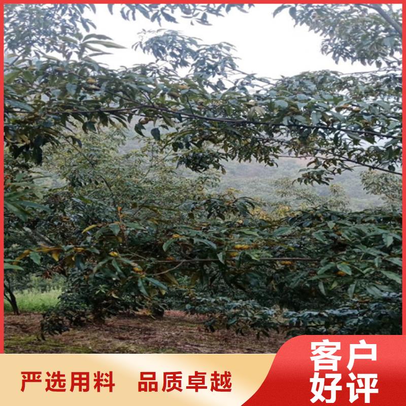碧根果_红石榴苗基地层层质检