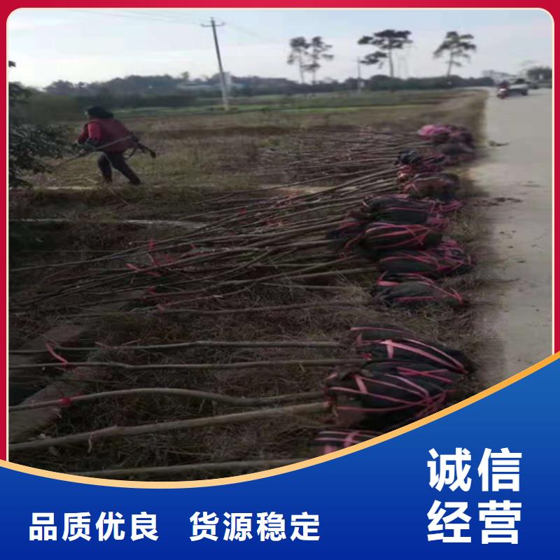 碧根果_李子苗精选优质材料