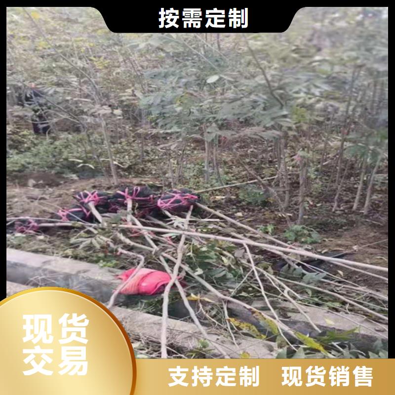 碧根果_红石榴苗基地层层质检