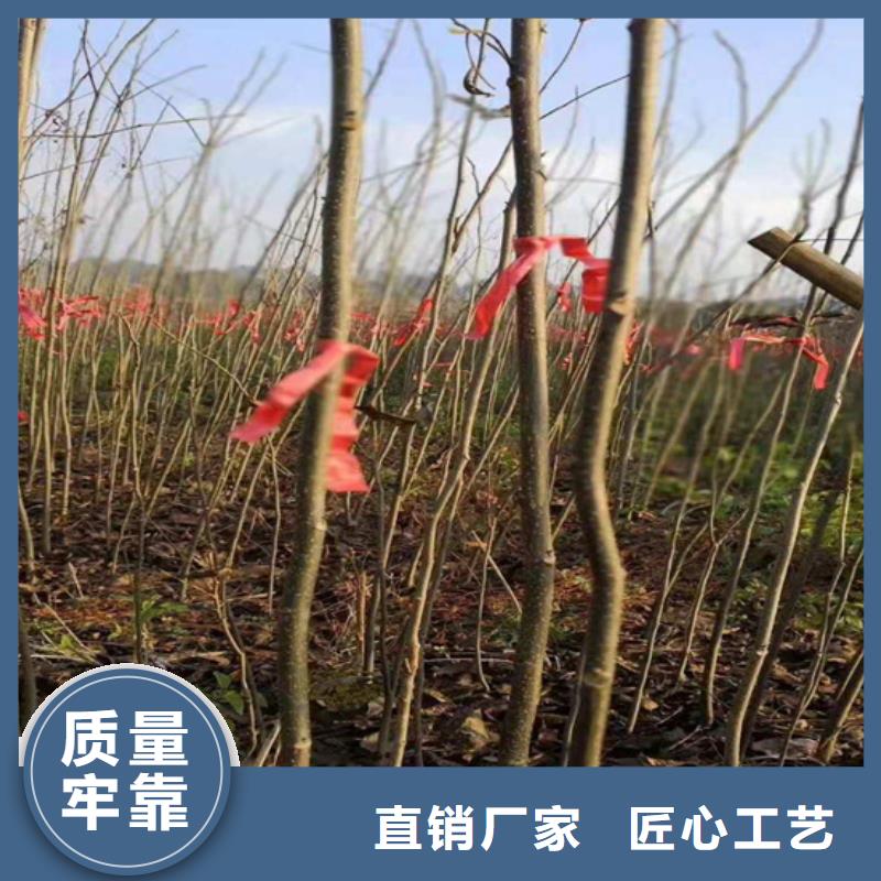 碧根果梨树苗把实惠留给您