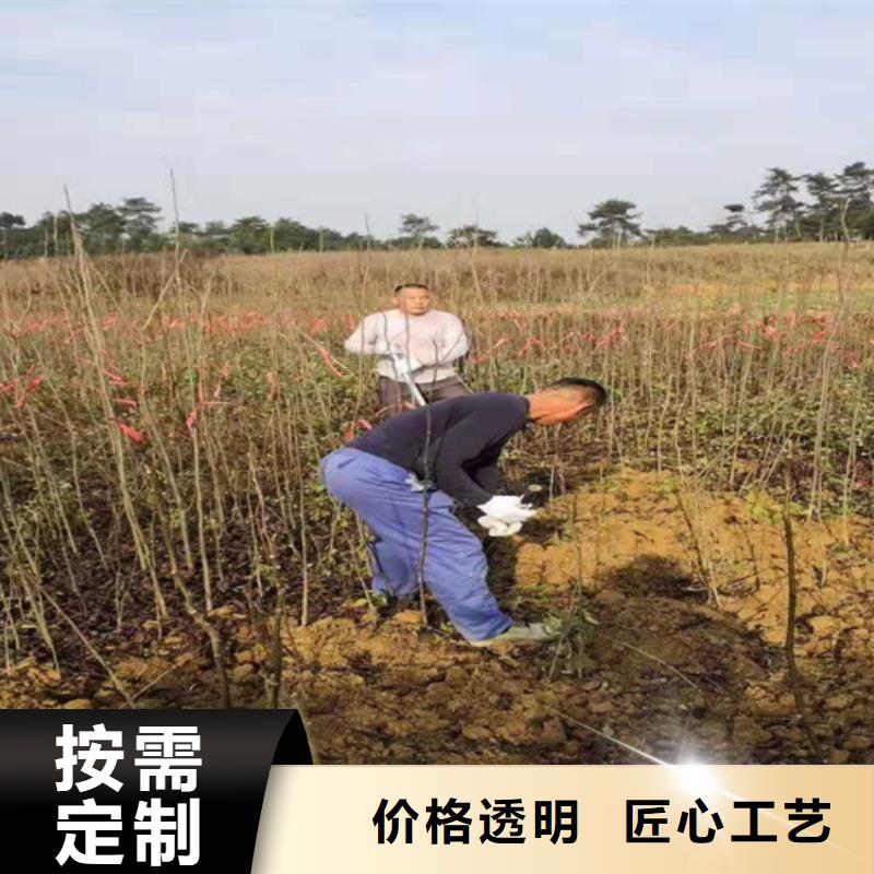 碧根果,板栗苗实力商家