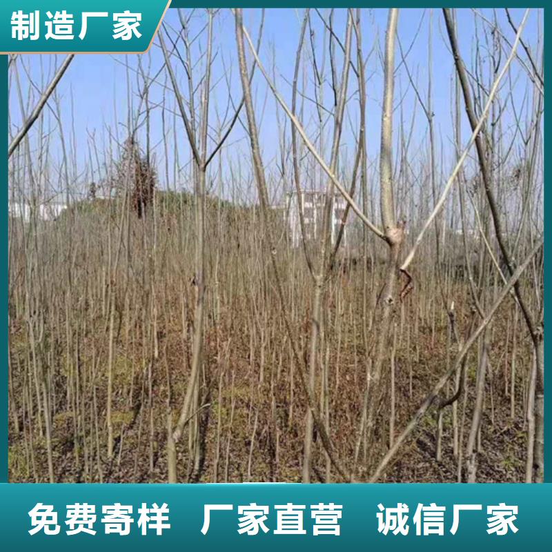 碧根果-櫻桃苗加工定制