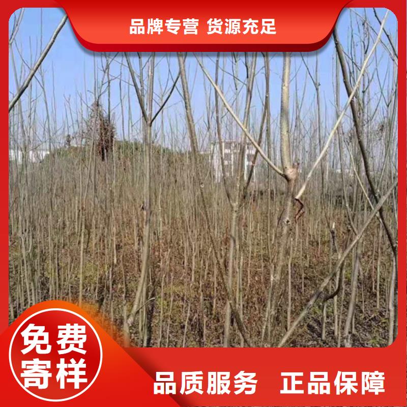 碧根果樱桃苗生产安装