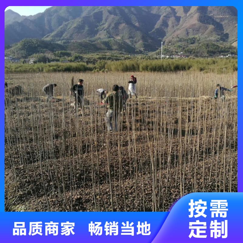 【碧根果】樱桃苗符合标准