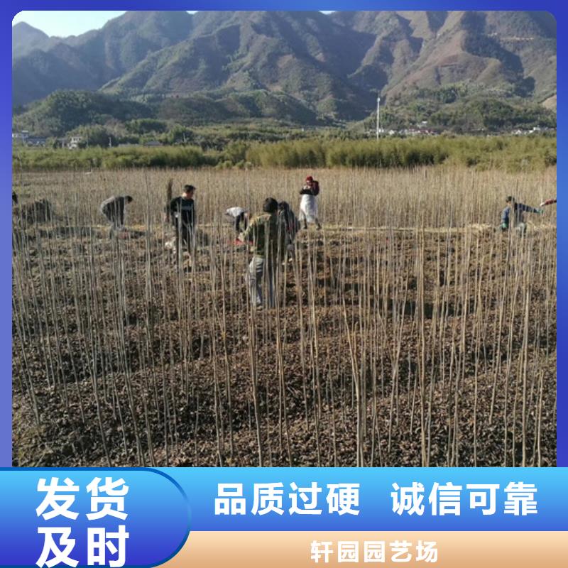 碧根果_櫻桃苗通過檢測