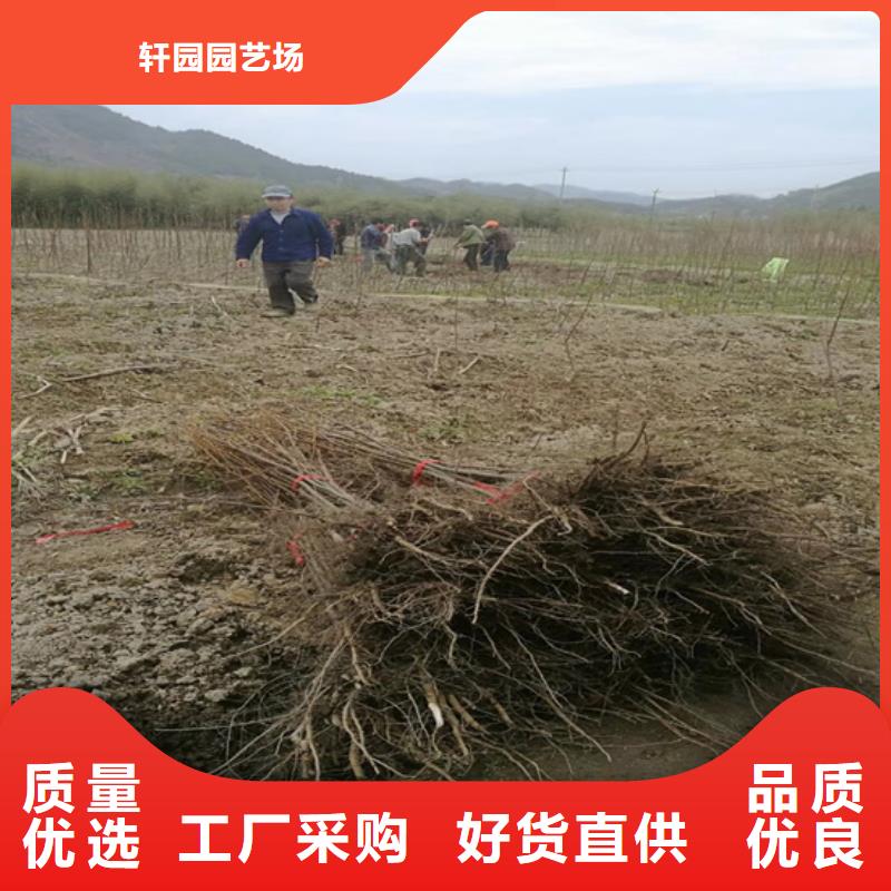 碧根果,板栗苗实力商家