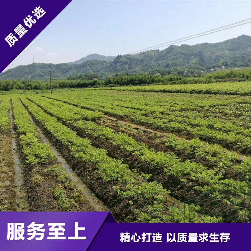 碧根果桃樹(shù)苗多家倉(cāng)庫(kù)發(fā)貨