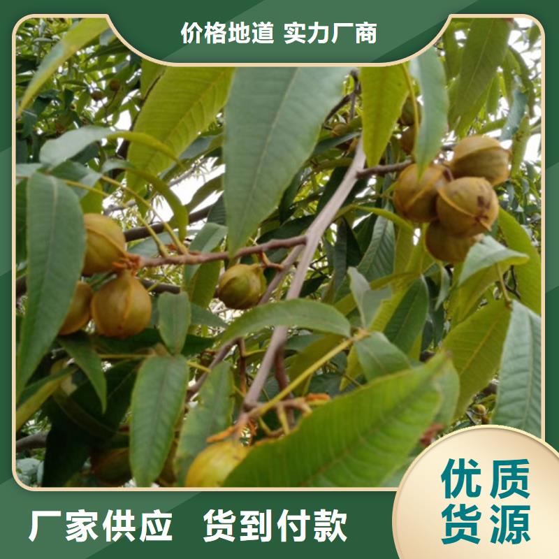 【碧根果】_梨树苗厂家工艺先进轩园梨树苗