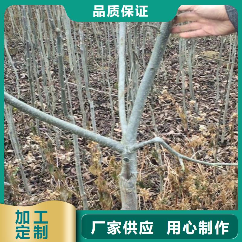 碧根果树苗基地直销