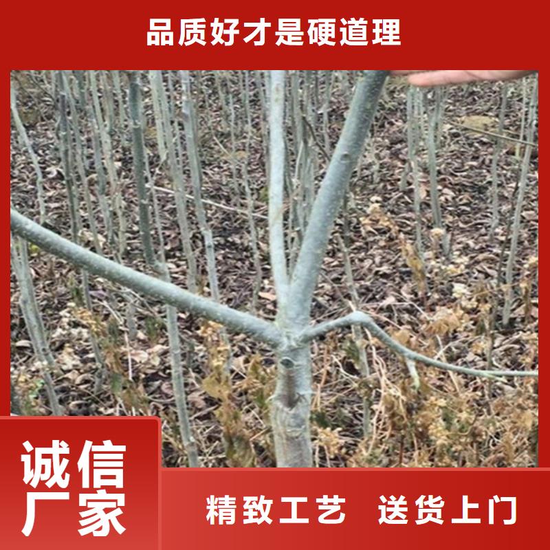 碧根果花椒苗诚信经营质量保证