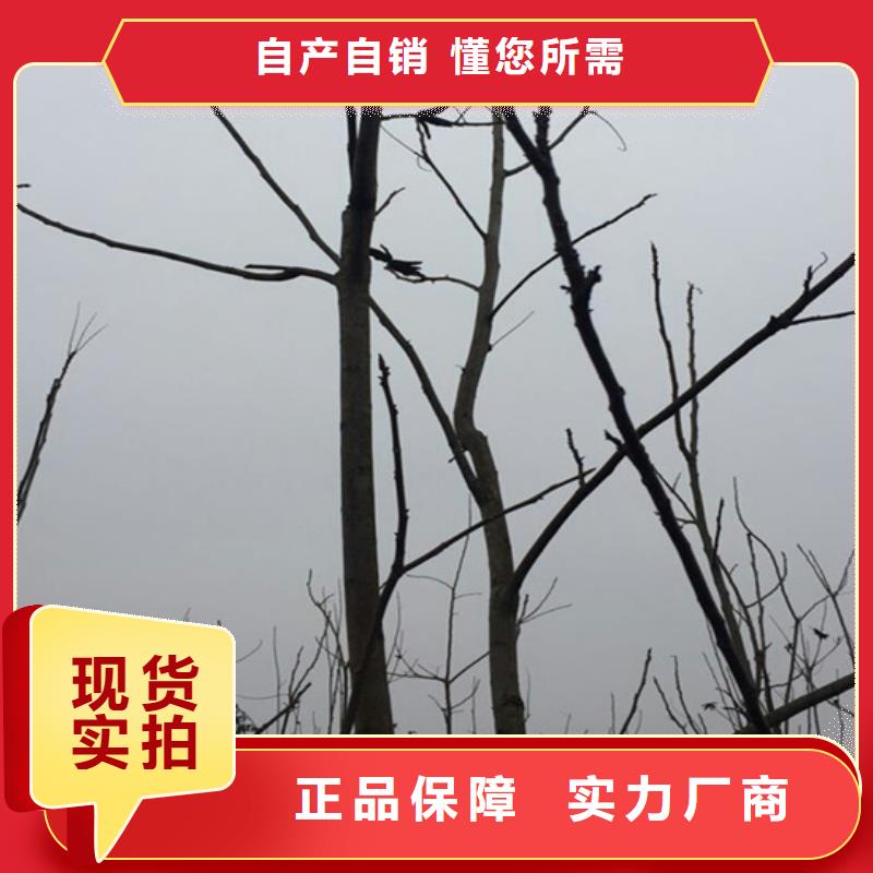 碧根果板栗苗产地采购