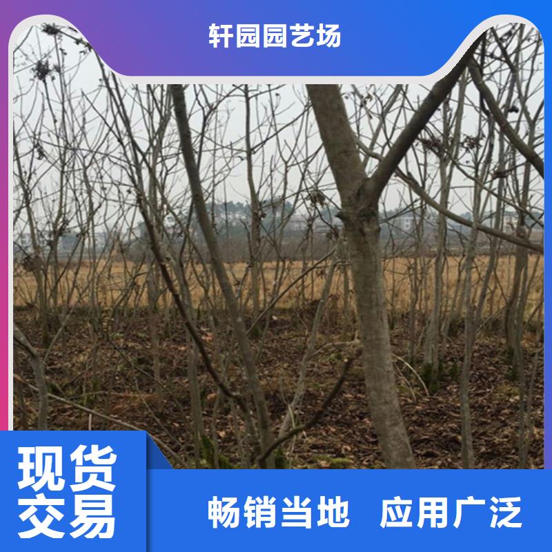 碧根果,梨树苗当日价格