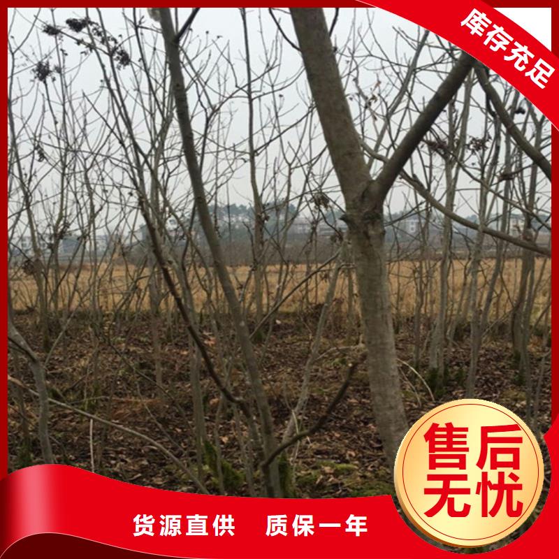 碧根果苗适合种植地区