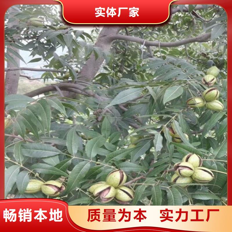 碧根果葡萄苗講信譽保質量