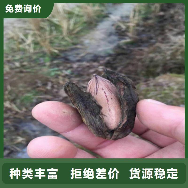 碧根果_红石榴苗基地层层质检